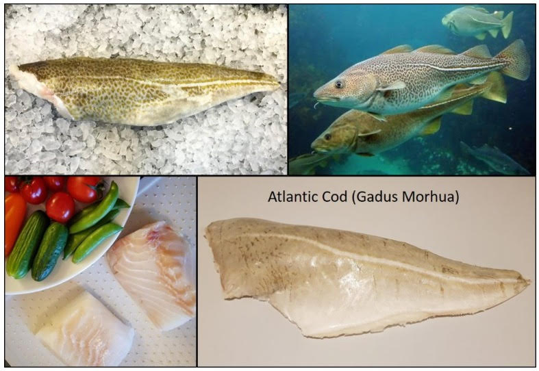 Cod vs Sea Bass: Contrasting Two Popular Fish Varieties